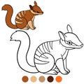 Coloring page. Little cute baby numbat smile