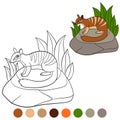 Coloring page. Little cute numbat sits on the stone