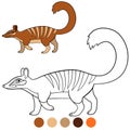 Coloring page. Little cute numbat walks