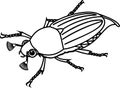 Coloring page with male cockchafer or May bug