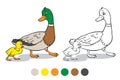 Coloring page. Mother duck and duckling.