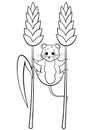 Coloring page outline of cute cartoon forest vole or mouse hanging on wheat. Vector image isolated on white background. Coloring