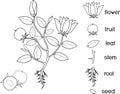 Coloring page. Parts of plant. Morphology of flowering plant with root system, flowers, fruit and titles