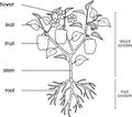 Coloring page. Parts of plant. Morphology of pepper plant with leaves, fruits, flowers and root system