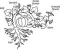 Coloring page with parts of plant. Morphology of pumpkin plant with fruit, green leaves, root system and titles