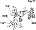 Coloring page. Parts of plant. Morphology of raspberry branch with berries, leaves, flower and titles
