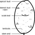 Coloring page. Parts of plant. Morphology and structure of potato tuber