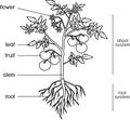 Parts of plant. Morphology of tomato plant with leaves, fruits, flowers and root system isolated on white backgroun