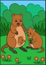 Cartoon animals. Mother quokka with her little cute babies