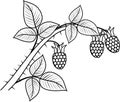 Coloring page. Raspberry branch with berries and leaves