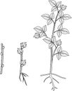 Coloring page. Raspberry vegetative reproduction scheme. Growth stages from propagule stem cutting to first year cane primocane