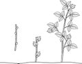 Coloring page. Raspberry vegetative reproduction scheme. Growth stages from propagule stem cutting to first year cane primocane