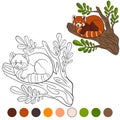 Coloring page: red panda. Little cute red panda