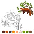 Coloring page: red panda. Little cute red panda