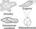 Coloring page. Set of unicellular organisms protozoa: Paramecium caudatum, Amoeba proteus, Chlamydomonas and Euglena viridis