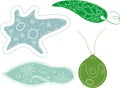 Coloring page. Set of unicellular organisms protozoa: Paramecium caudatum, Amoeba proteus, Chlamydomonas and Euglena viridis