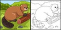 Beaver Coloring Page Colored Illustration