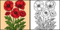 Corn Poppy Flower Coloring Colored Illustration