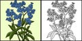 Forget Me Not Flower Coloring Colored Illustration