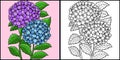 Hydrangea Flower Coloring Colored Illustration