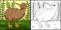 Kiwi Animal Coloring Page Colored Illustration