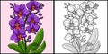 Orchid Flower Coloring Page Colored Illustration
