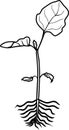 Coloring page. Small sprout of eggplant with leaves and root system