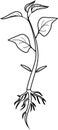 Coloring page. Sprout of pepper plant with root system and leaves