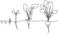 Coloring page. Stages of radish growth from seed and sprout to harvest