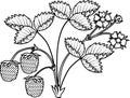 Coloring page with strawberry plant with leaves, flowers and ripe berries