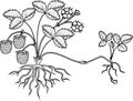 Coloring page with strawberry plant with roots, flowers, fruits, daughter plant