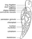 Coloring page with structure of Euglena viridis with titles