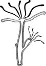 Coloring page with structure of Hydra Polyp