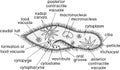 Coloring page. Structure of Paramecium caudatum with titles