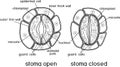 Coloring page. Structure of stomatal complex with open and closed stoma Royalty Free Stock Photo