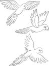 Coloring page. Three cute parrots blue macaw fly and smile