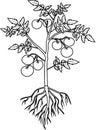 Coloring page. Tomato plant with leaf, ripe tomatoes and root system