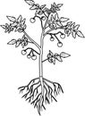 Coloring page. Tomato plant with leaf, unripe tomatoes, flowers and root system