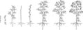 Coloring page with two year life cycle of raspberry plant. Growth stages from propagule stem cutting to scrub with harvest Royalty Free Stock Photo