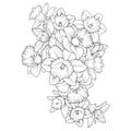 coloring page, vector sketch, artistic simplicity doodle art, Easy yellow daffodil flower drawing, daffodil flower tattoo drawings