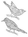 Coloring pages for adults. Little wild birds for with pattern vector illustration on body bird sitting on branch