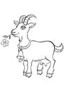 Coloring pages. Animals. Little cute goat.