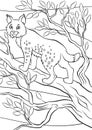 Coloring pages. Animals. Little cute lynx.