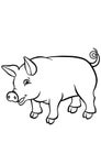 Coloring pages. Animals. Little cute pig.