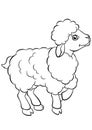 Coloring pages. Animals. Little cute sheep.