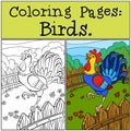 Coloring Pages: Birds. Beautiful rooster.