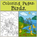 Coloring Pages: Birds. Little cute ducklings.