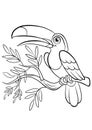 Coloring pages. Birds. Little cute toucan. Royalty Free Stock Photo