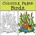 Coloring Pages: Birds. Mother duck with her little cute duckling.