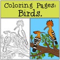 Coloring Pages: Birds. Two cute beautiful hoopoes Royalty Free Stock Photo